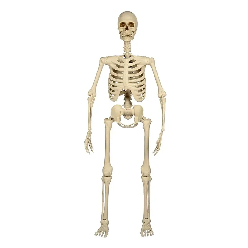 Haunted Living 5-ft Ultra Posable Skeleton Halloween Decoration