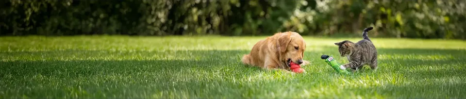 Free KONG Classic or KONG Kickeroo pet toy with Paw Promise enrollment